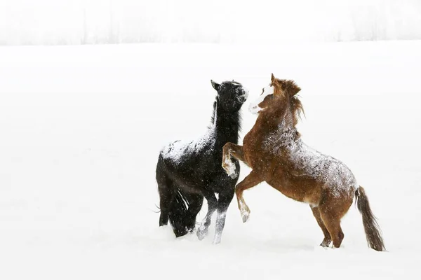 Konie, pyszałkowaty w śniegu — Zdjęcie stockowe