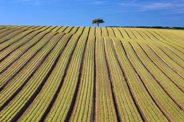 Tree In Ploughed Field — Stock Photo, Image