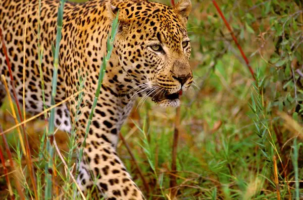 Male Leopard walking — Stock Photo, Image