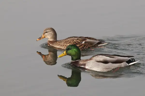 Gallina y Drake Mallards — Foto de Stock