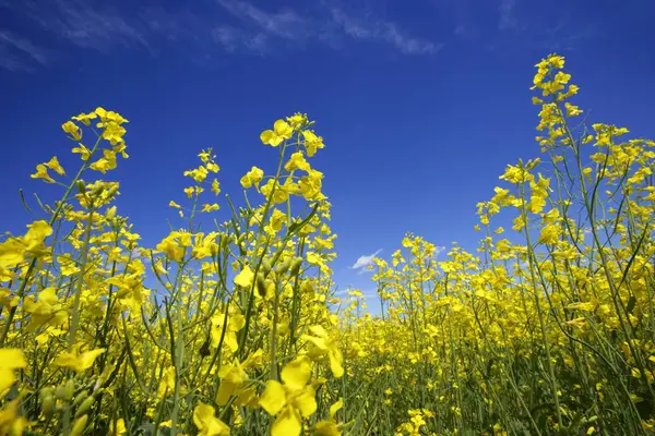 Canola Flowers on field — Stock Photo, Image