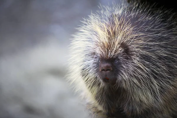 Porcupine standing outdoors — Stock Photo, Image