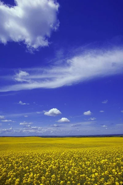 Field Of Canola against sky — Stock Photo, Image