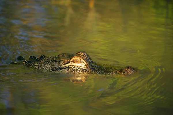 Alligator Peeking Above Water — Stock Photo, Image