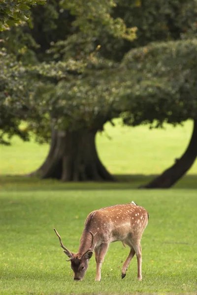 Çimenlerin üzerinde otlatma geyik — Stok fotoğraf