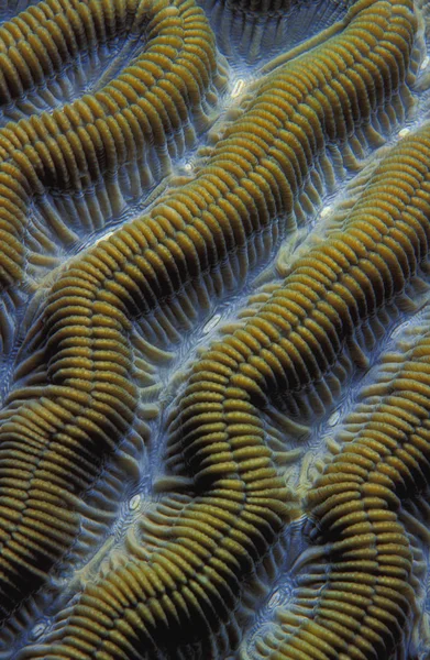Richels in hersenen Coral — Stockfoto