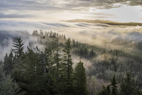 Nebbia e foresta visti da Coxcomb Hill — Foto Stock