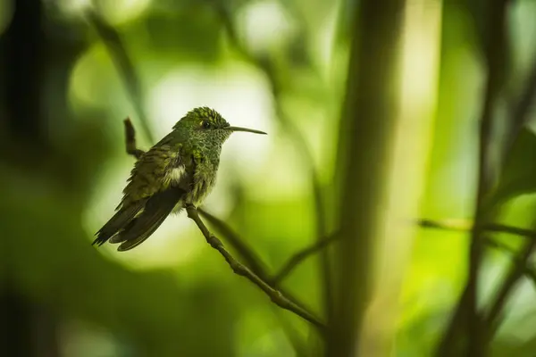 Copper-rumped hummingbird — Stock Photo, Image