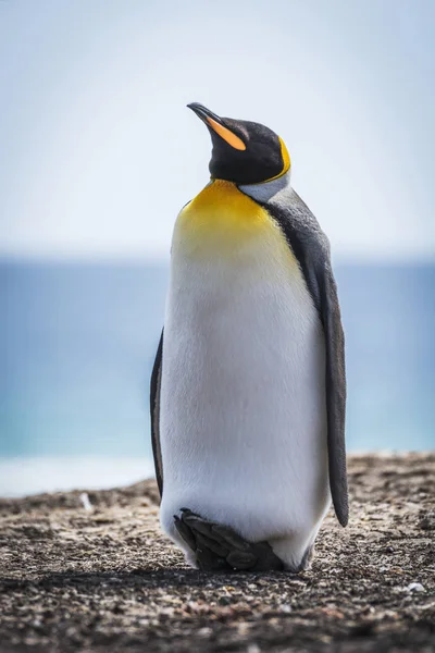 Rey pingüino levanta la cabeza — Foto de Stock