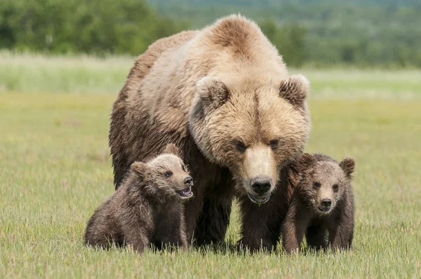 Καφέ αρκούδα και cubs — Φωτογραφία Αρχείου