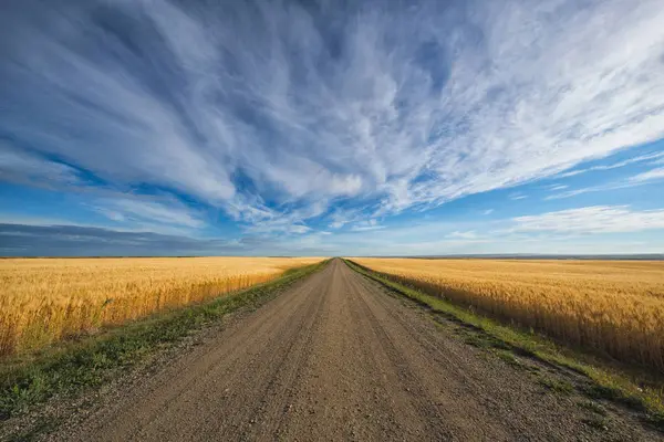 Gravel road over wheat field — Stock Photo, Image