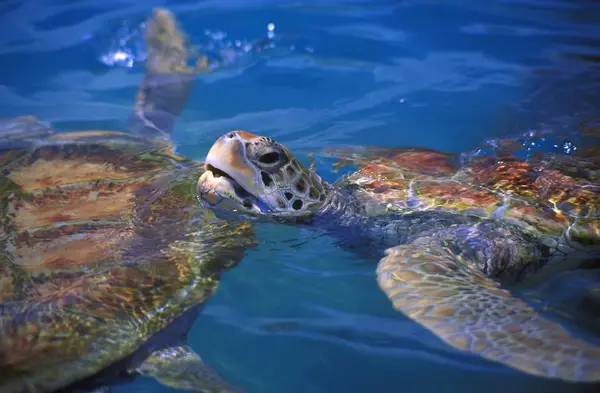 Tartaruga marinha Hawksbill — Fotografia de Stock