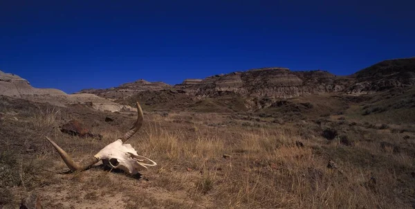 Calavera en la ladera árida — Foto de Stock