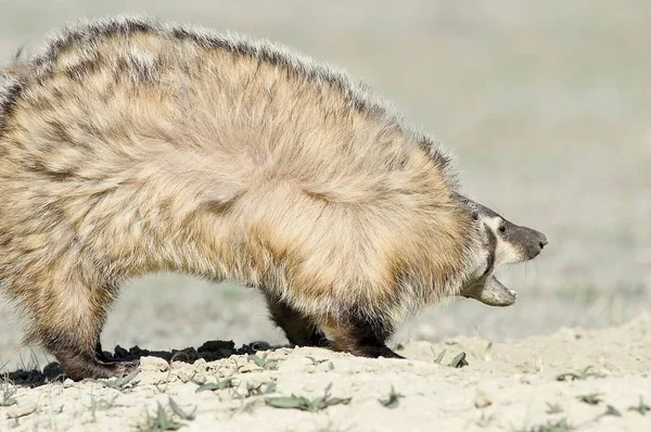 Amerika Badger Membela Teritorinya — Stok Foto