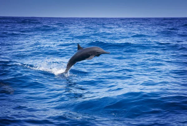 海でジャンプするイルカ — ストック写真