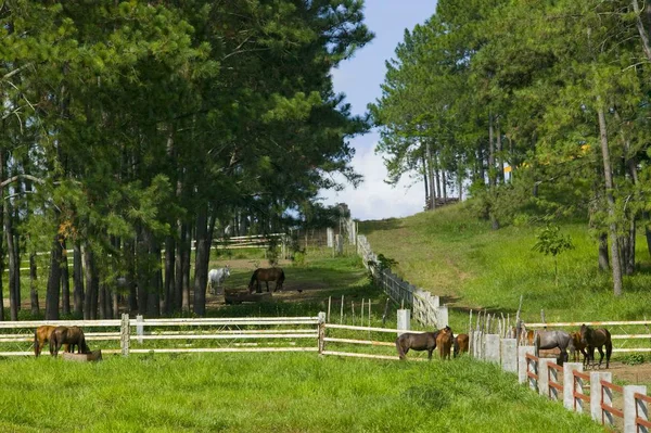 Лошади на ранчо над полем — стоковое фото