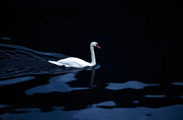 Labuť plavání v tmavé vodě — Stock fotografie