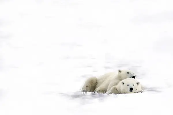 Polar Bears Laying Together — Stock Photo, Image