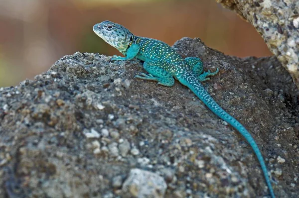 Lagarto de cuello masculino —  Fotos de Stock