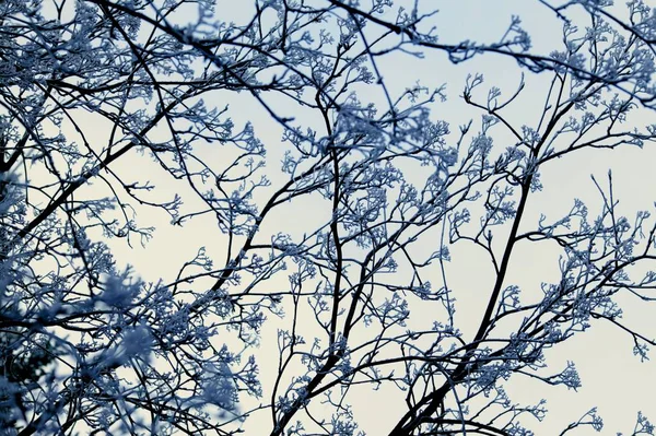 Frost Branches Clear Blue Sky — Stock Photo, Image