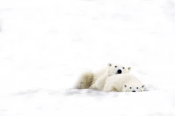 İki kutup ayıları Snuggling — Stok fotoğraf