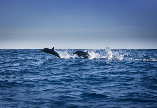 Delfines nadando en el agua — Foto de Stock