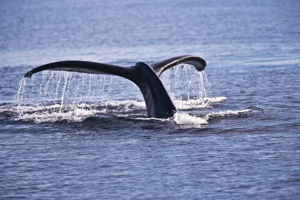 Καμπούρης φάλαινα πηγαίνει υποβρύχια — Φωτογραφία Αρχείου