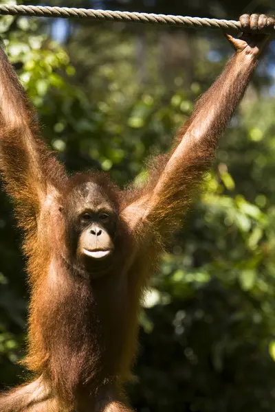 Juvenile Orangutan Hanging On A Rope — Stock Photo, Image