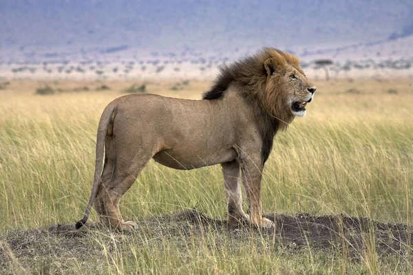 Лев, стоял гордый — стоковое фото