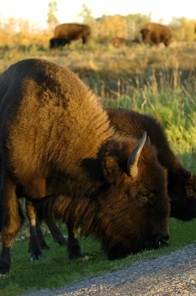 Troupeau de pâturage de buffles — Photo