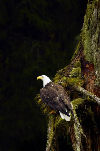 Wznosi orła na drzewo — Zdjęcie stockowe