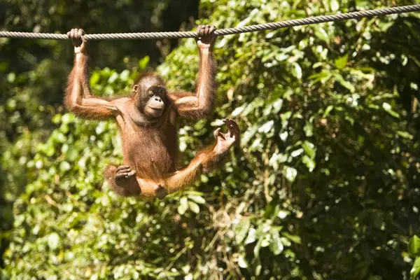 Juvenile Orangutan Hanging — Stock Photo, Image