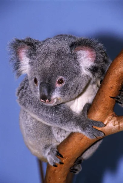 Koala oso en rama de árbol — Foto de Stock