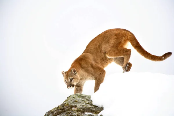 Cougar en el merodeo sobre blanco — Foto de Stock