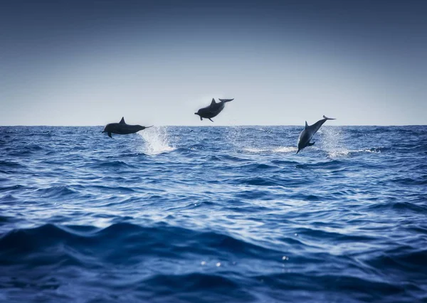 Delfiner leka i havet — Stockfoto
