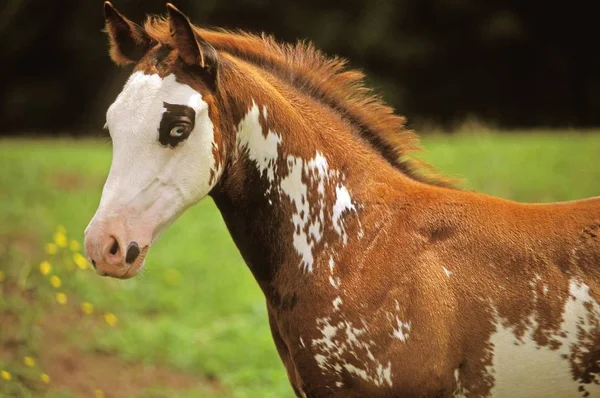 American Paint Horse Colt — Stock Photo, Image