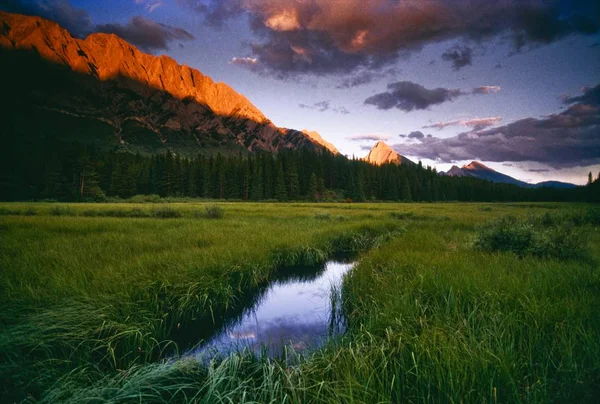 Stream on grass filed — Stock Photo, Image