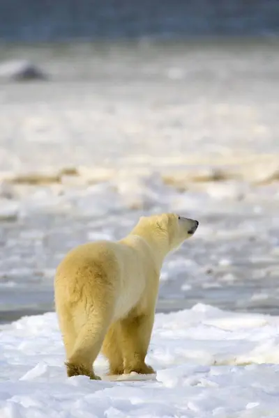 Eisbär steht auf Schnee — Stockfoto