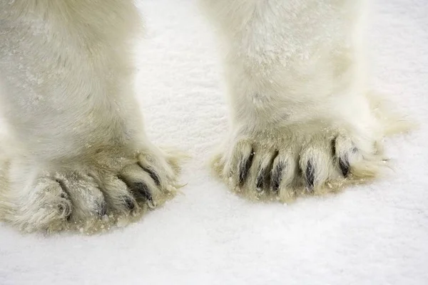 Πολική αρκούδα πόδια — Φωτογραφία Αρχείου