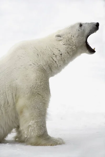 Orso polare con ganasce aperte — Foto Stock