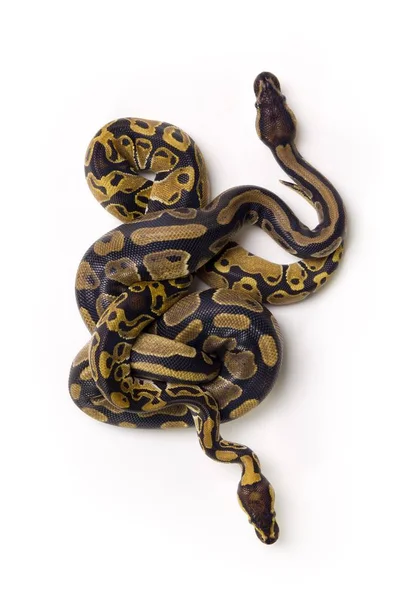 Deux serpents python boule — Photo