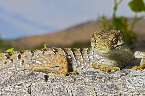 San Diego Alligator Lizard - Stock-foto
