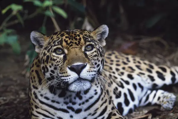 Jaguar laying on ground — Stock Photo, Image