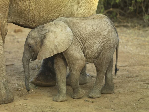 Μητέρα και μωρό ελέφαντας — Φωτογραφία Αρχείου