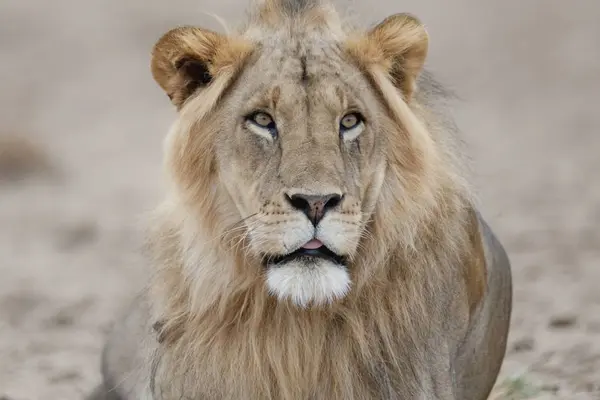 Lion regardant caméra — Photo