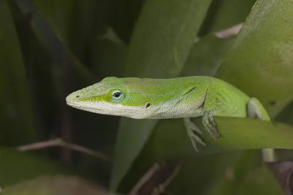 녹색 anole 도마뱀 — 스톡 사진