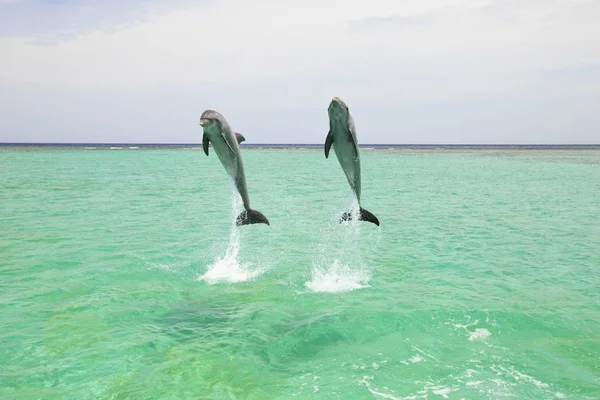 Two Bottlenose Dolphins — Stock Photo, Image