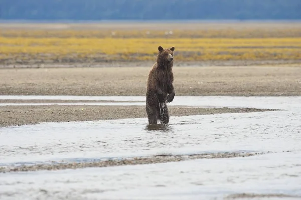 Grizzly beer staande — Stockfoto