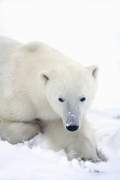 Eisbär im Porträt — Stockfoto