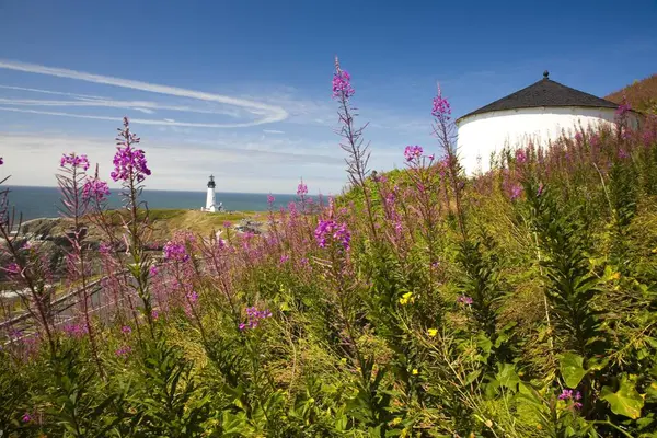 Wildflowers On Hillside with lighthouse — Stock Photo, Image